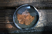 Bowl of Leaf