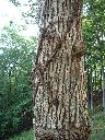 Vined tree in Lake Cumberland Resort State Park.