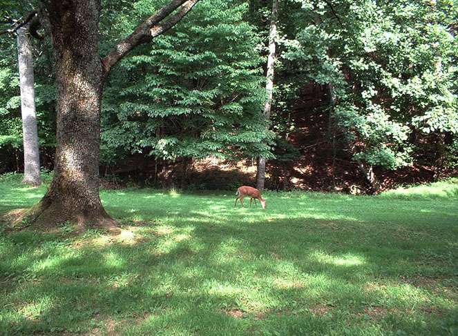 Deer at Lake Cumberland Resort State Park