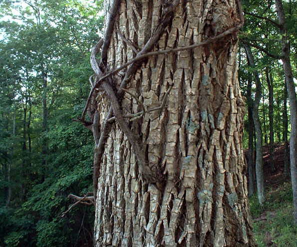 Vined tree inside Lake Cumberland Resort State Park