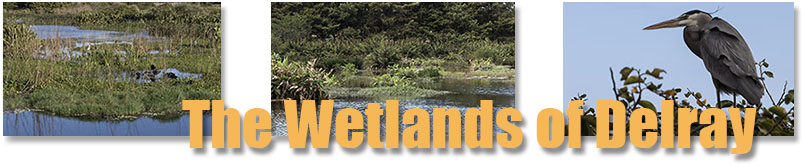 Wetlands of Delray
