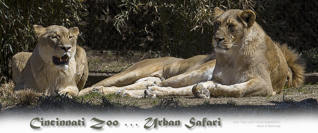 Cincinnati Zoo - Urban Safari