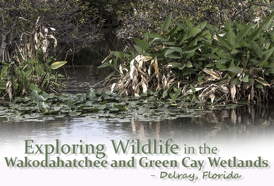 Wakodahatchee & Green Cay Wetlands